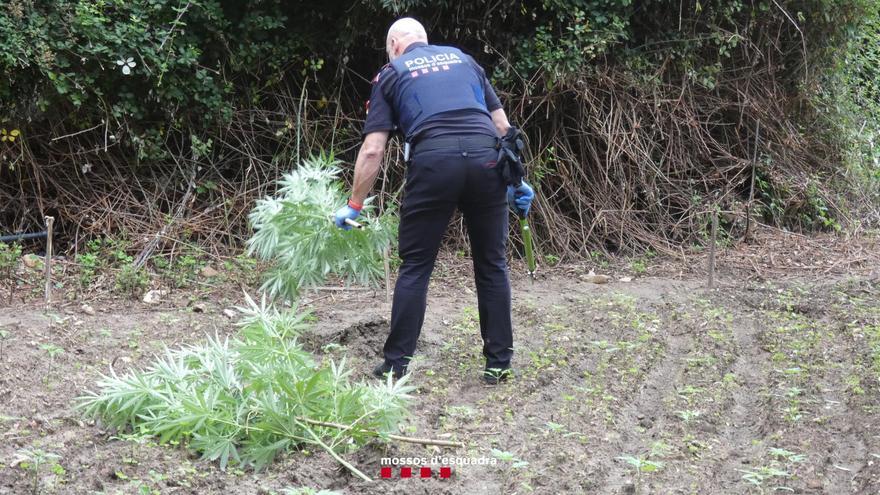 Desmantellen un cultiu de més de 1.500 plantes de marihuana en un mas ocupat de Maià de Montcal