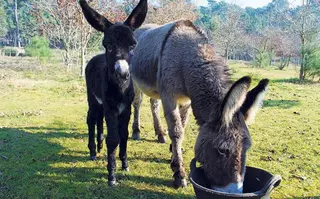 Emilia Pardo Bazán y la leyenda del burro de A Toxa