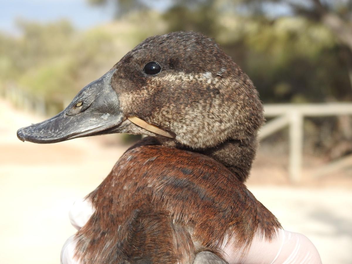 Una de las aves con problemas de las que ha detectado la UMH de Elche en su estudio en el Clot de Galvany
