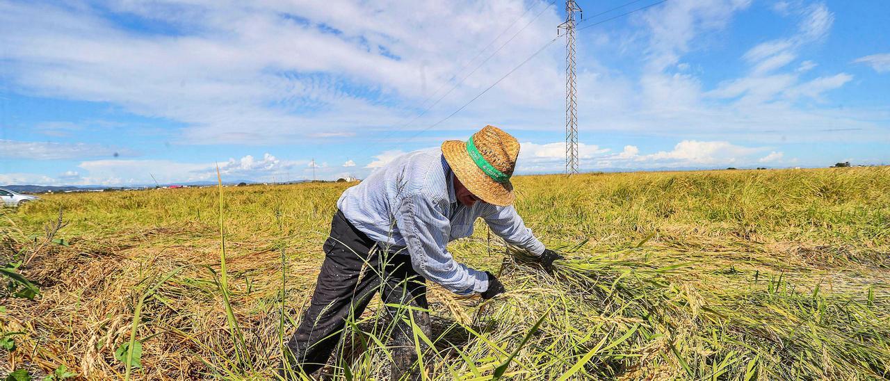 Una máquina durante la siega del arroz el pasado jueves cerca de València.| F. Bustamante