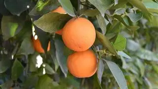 ¿Cuándo es la mejor época para podar los naranjos?
