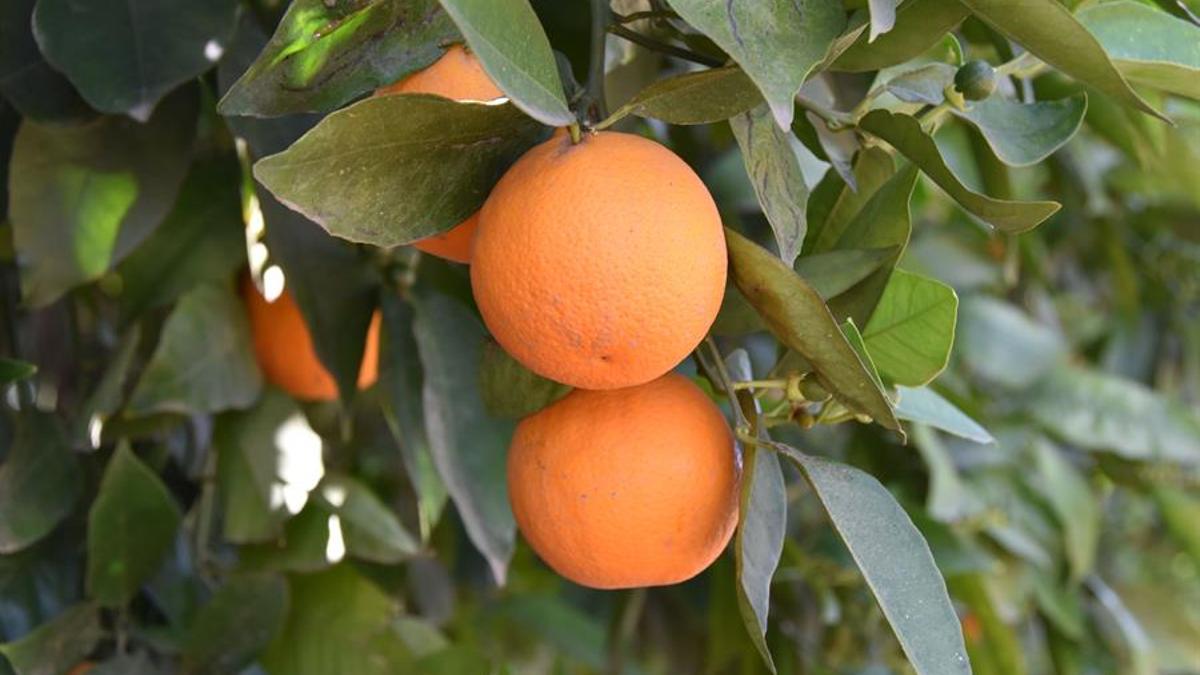 Los naranjos también pueden ser apadrinados en la Comunitat Valenciana