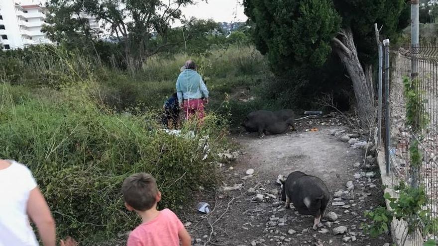 Los cerdos vietnamitas de la plaga de Xàbia &quot;vuelan&quot; a Madrid