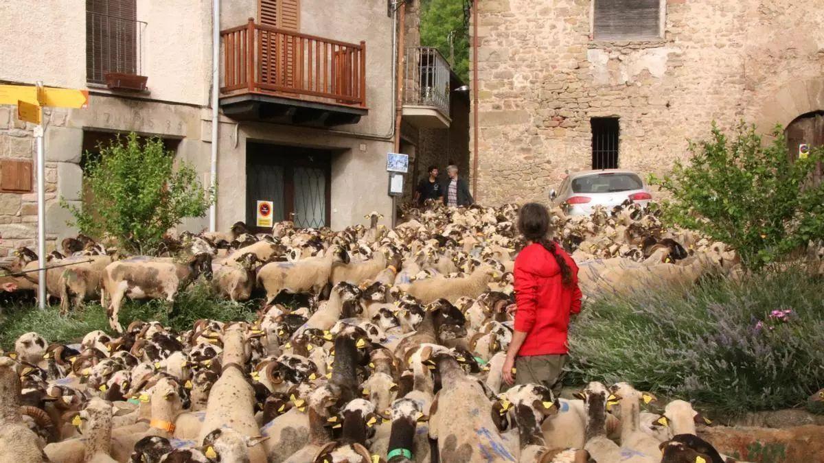 Un rebaño en transhumancia en una plaza de Riudaura (Girona), en junio de 2024