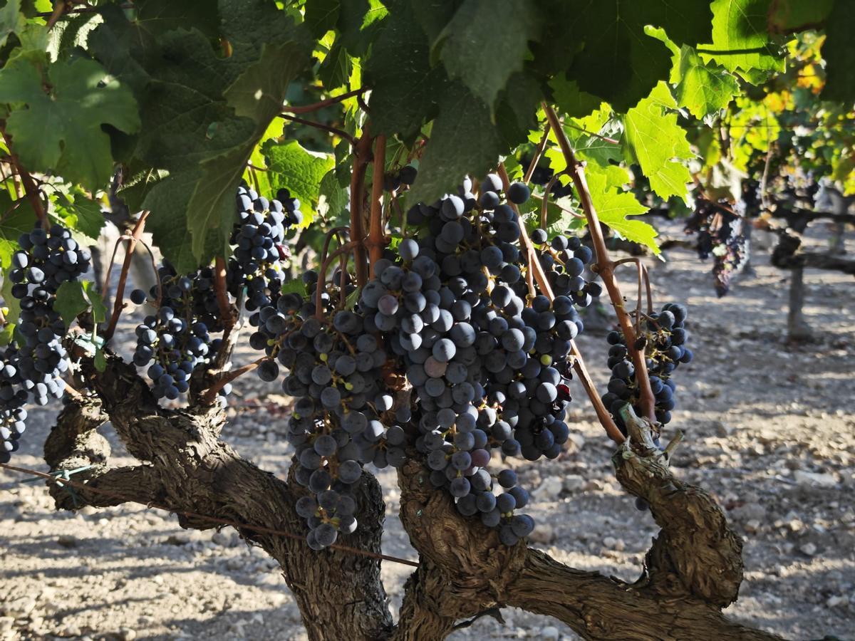 Agricultura en Mallorca: Así puede adaptarse la viña al cambio climático