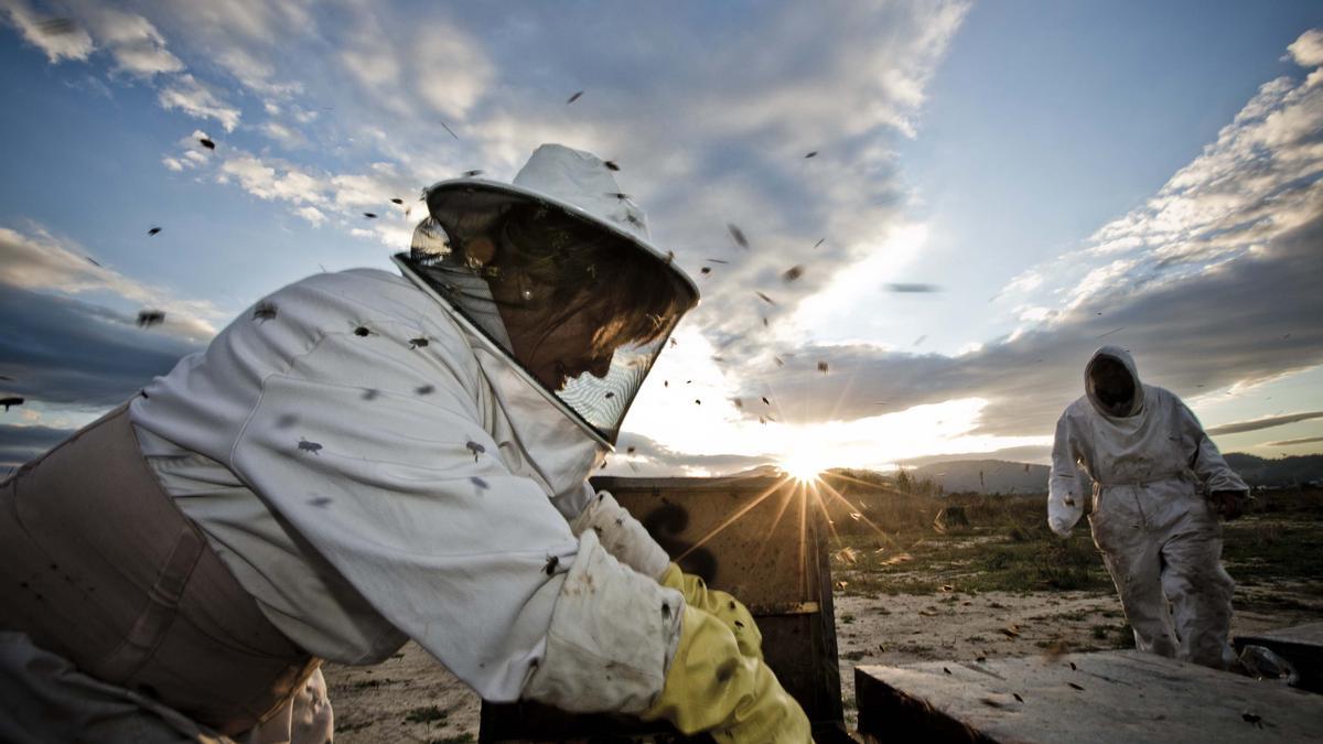 Los apicultores tienen prohibido instalar sus colmenas a menos de cinco kilómetros de los cítricos