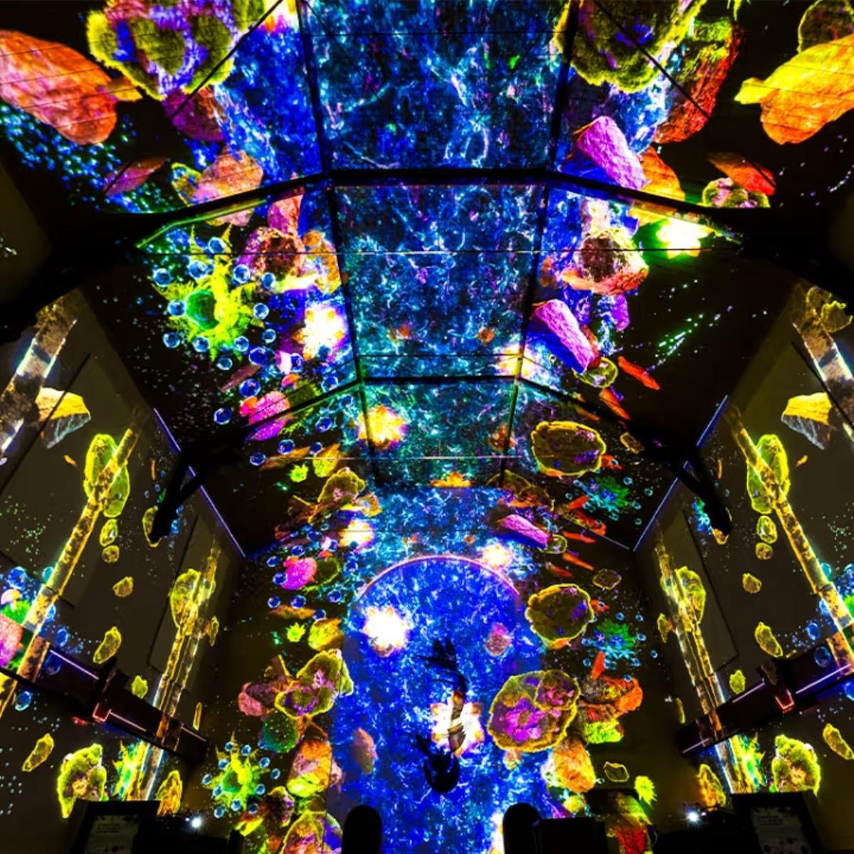 La belleza de la naturaleza cobra vida a través de impresionantes proyecciones visuales