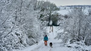 Hombre paseando con sus perros entre una nevada en los Pirineos
