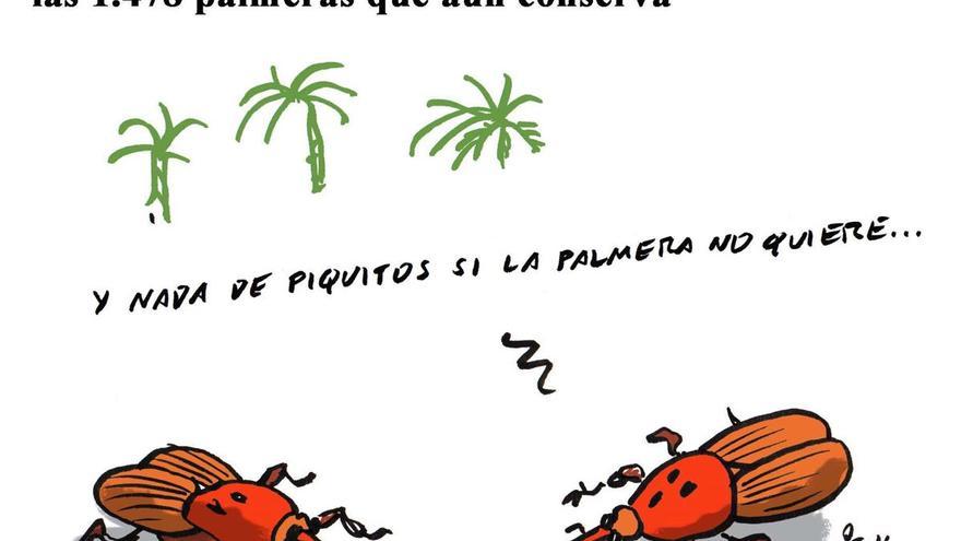 Alzira trata de proteger de la plaga del picudo rojo las 1.478 palmeras que aún conserva