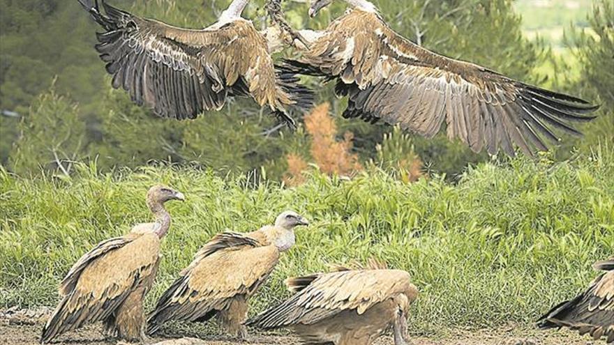 La Unió pide utilizar GPS para evitar los ataques de buitres