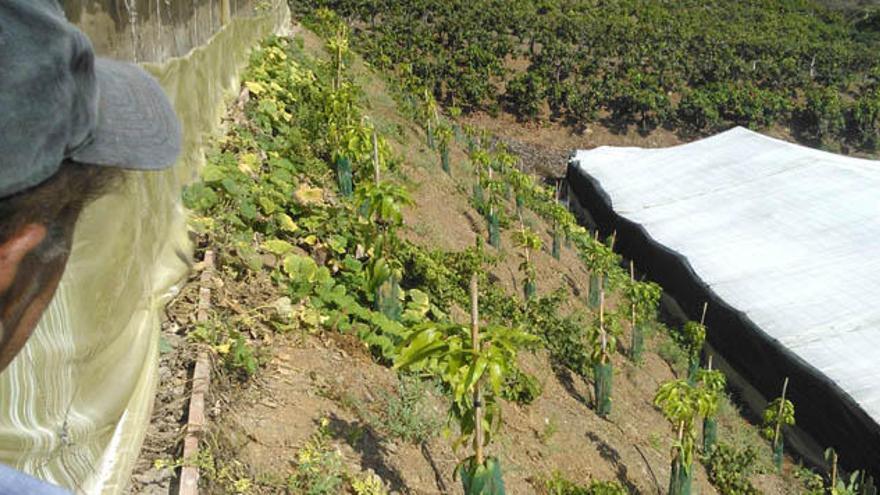 Un agricultor observa una finca de mangos que, desde este mismo verano, sustituye a un viñedo en el término de Vélez Málaga.