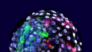 Cultiven «embrions quimera» de micos amb cèl·lules humanes durant 19 dies