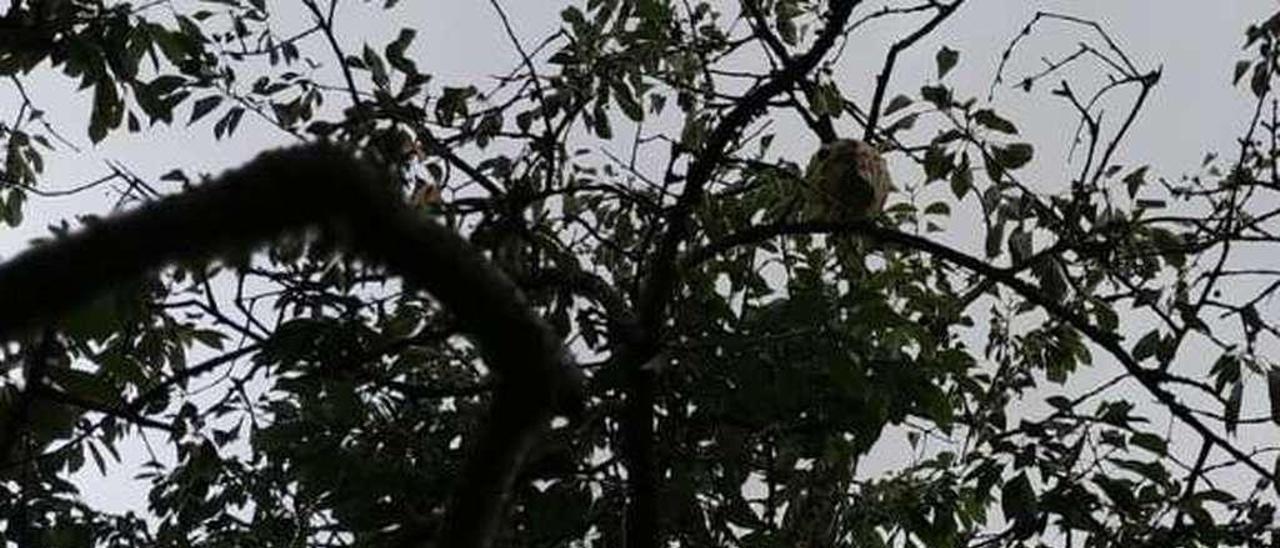 Nido de avispas asiáticas en un cerezo de Cira, con trampas debajo.