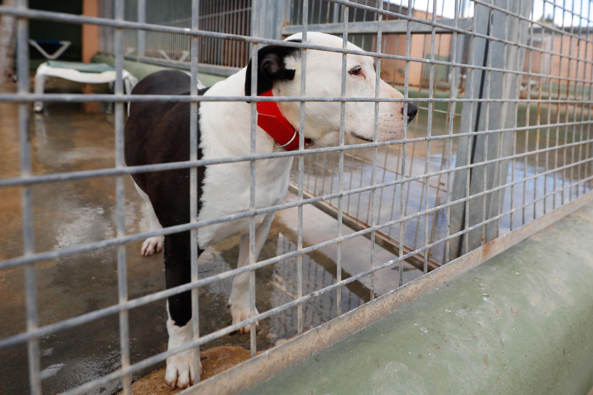 Junior, el perro de Ibiza que murió esperando un hogar