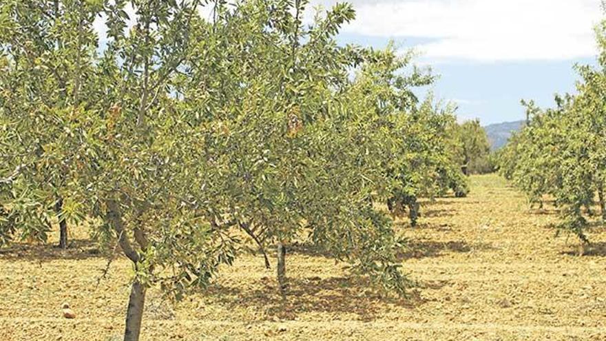 Este verano se han podido ver más que nunca los síntomas de la plaga en los almendros de la isla.