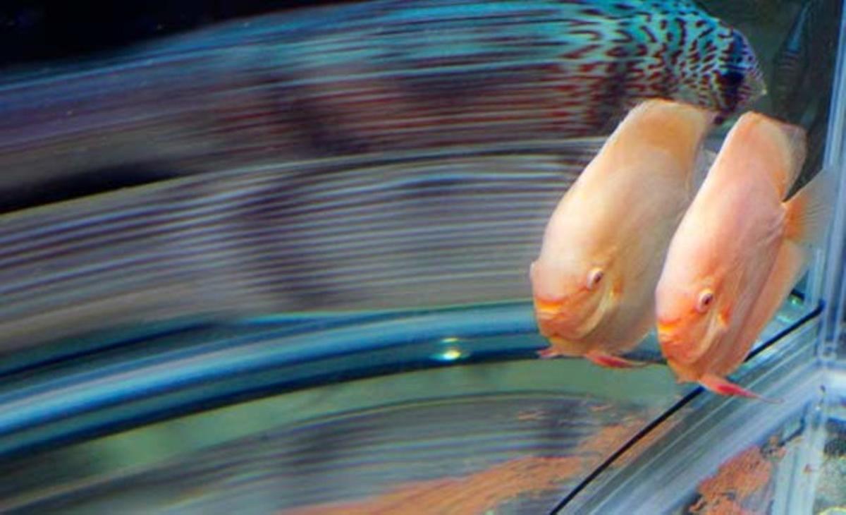 Un pez se refleja en su pecera durante una conferencia para promocionar la próxima Expo Internacional Aquarium en la ciudad taiwanesa de Taipei.
