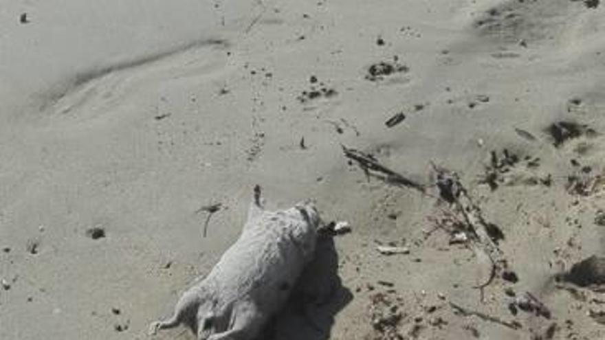 Ratas muertas   en la playa de      la Albufereta