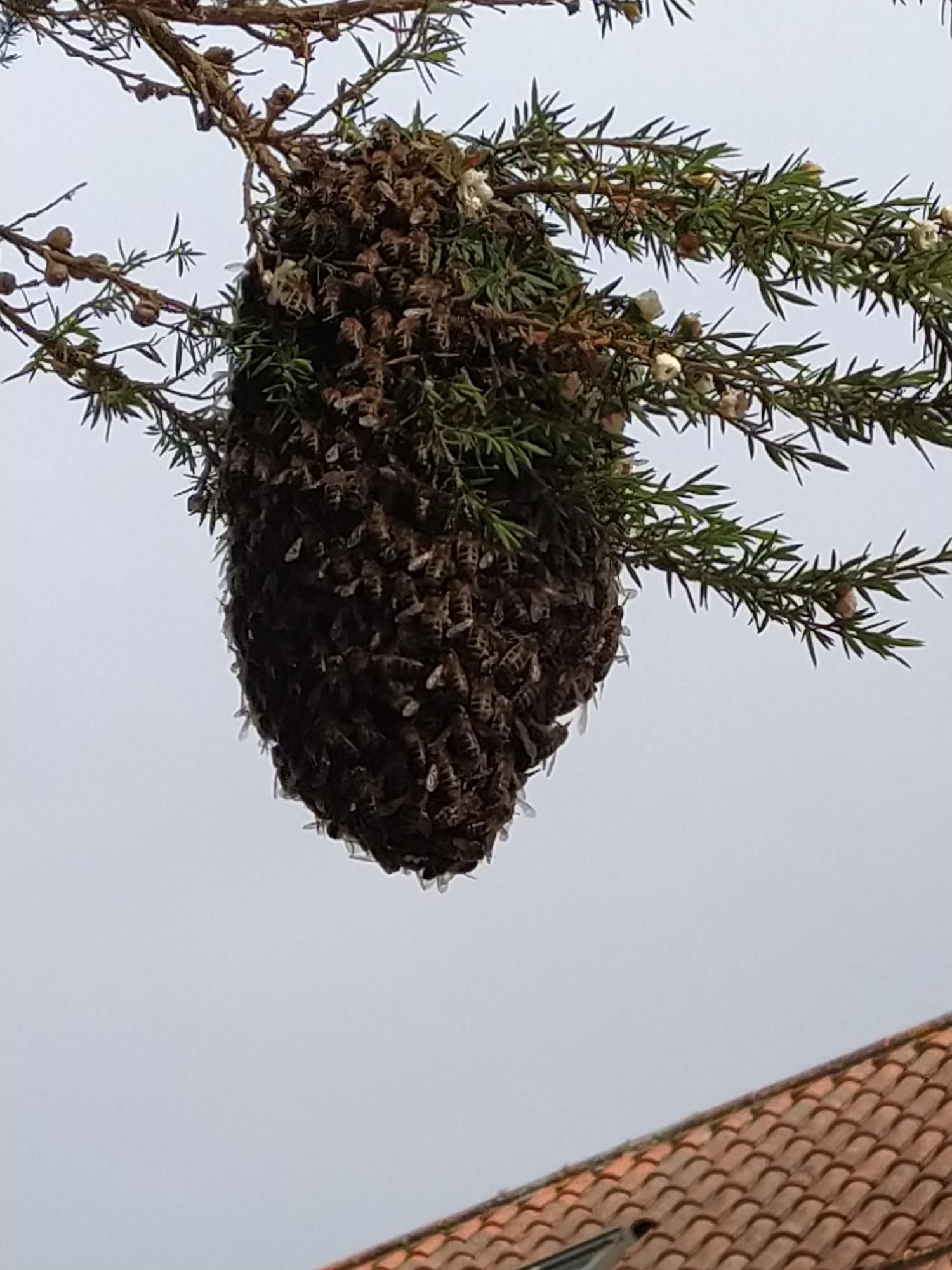 El sorprendente panal que construyeron estas abejas en una vivienda de Vigo