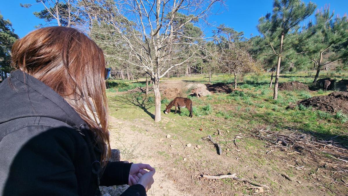 Una joven observa los burros &quot;fariñeiros&quot; de A Toxa.