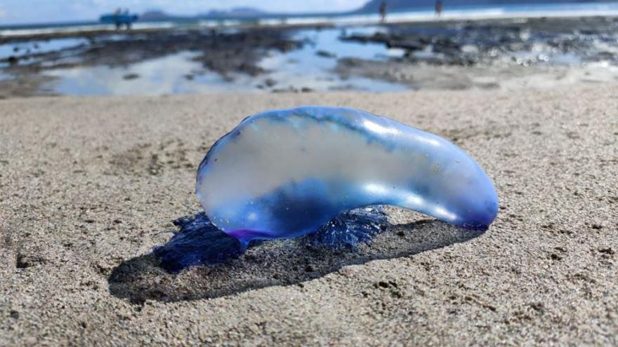 La amenaza de la carabela portuguesa vuelve a las playas de Canarias