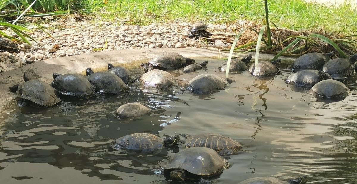 Fundació Globale Nature treballa en el control d'espècies invasores per tal de protegir la fauna autòctona i els ecosistemes.