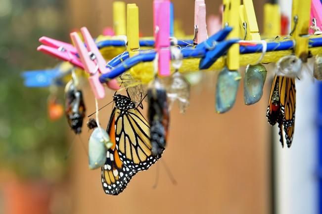 MARIPOSAS GRANJA