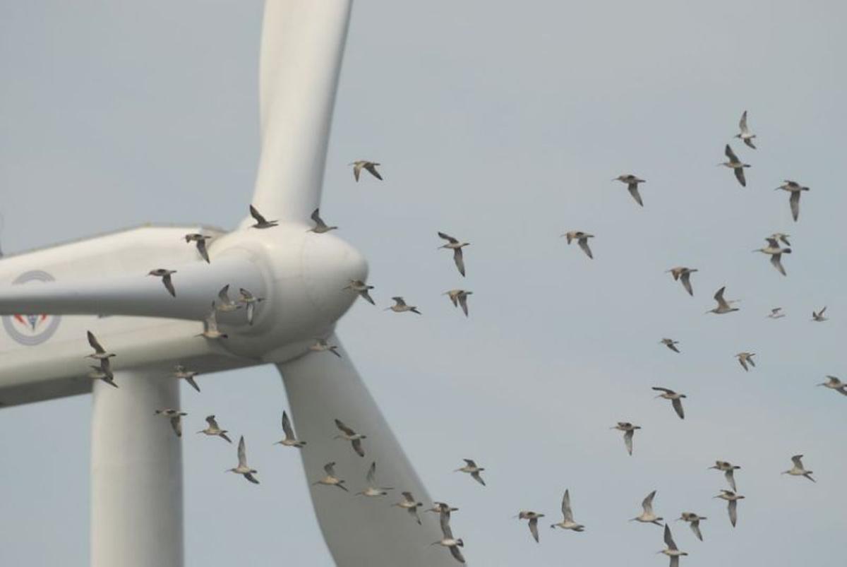 Aves volando frente a un aerogenerador