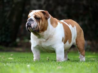 Piden prohibir la cría de bulldog inglés por la salud de estos perros