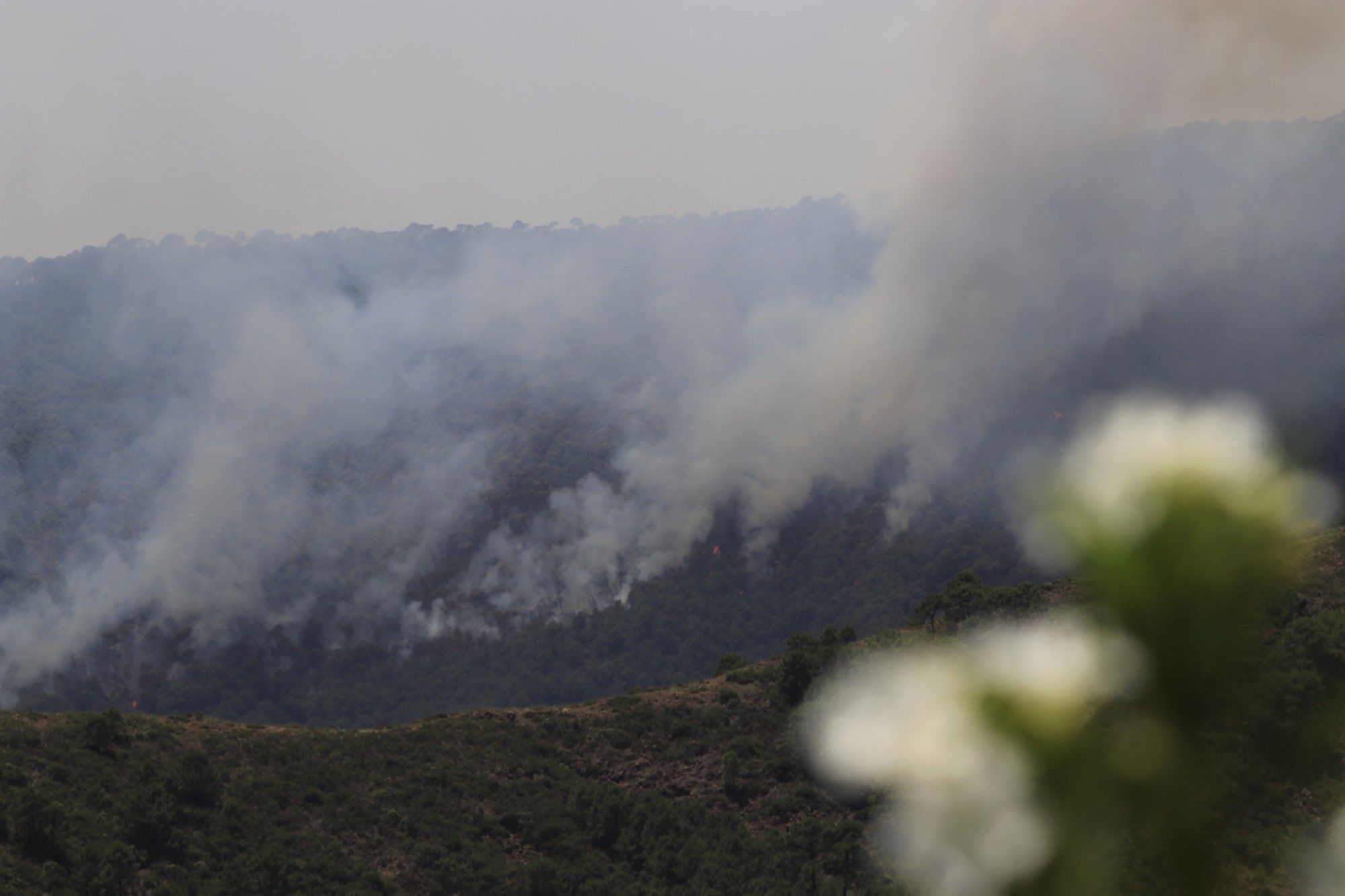 Un millar de efectivos trabajan para controlar el fuego de Sierra Bermeja