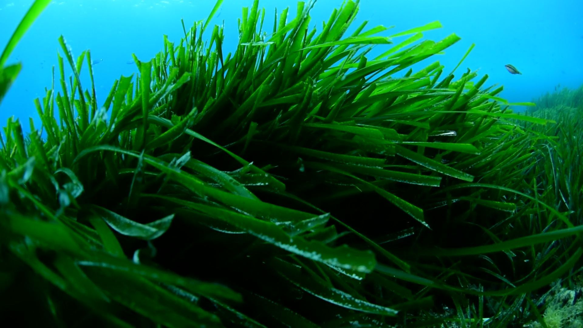 Sie sorgt für ein sauberes Meer vor Mallorca: So sieht die Neptungraswiese vor Illetes aus