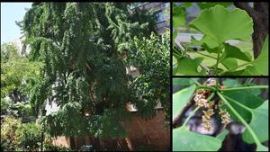 El ginkgo del jardín Ferran Soldevilla, en el edificio histórico de la UB.