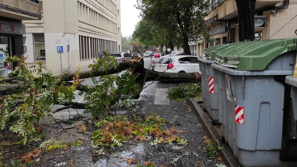 Fotogalería | Así afecta el temporal de lluvia y viento en Cáceres