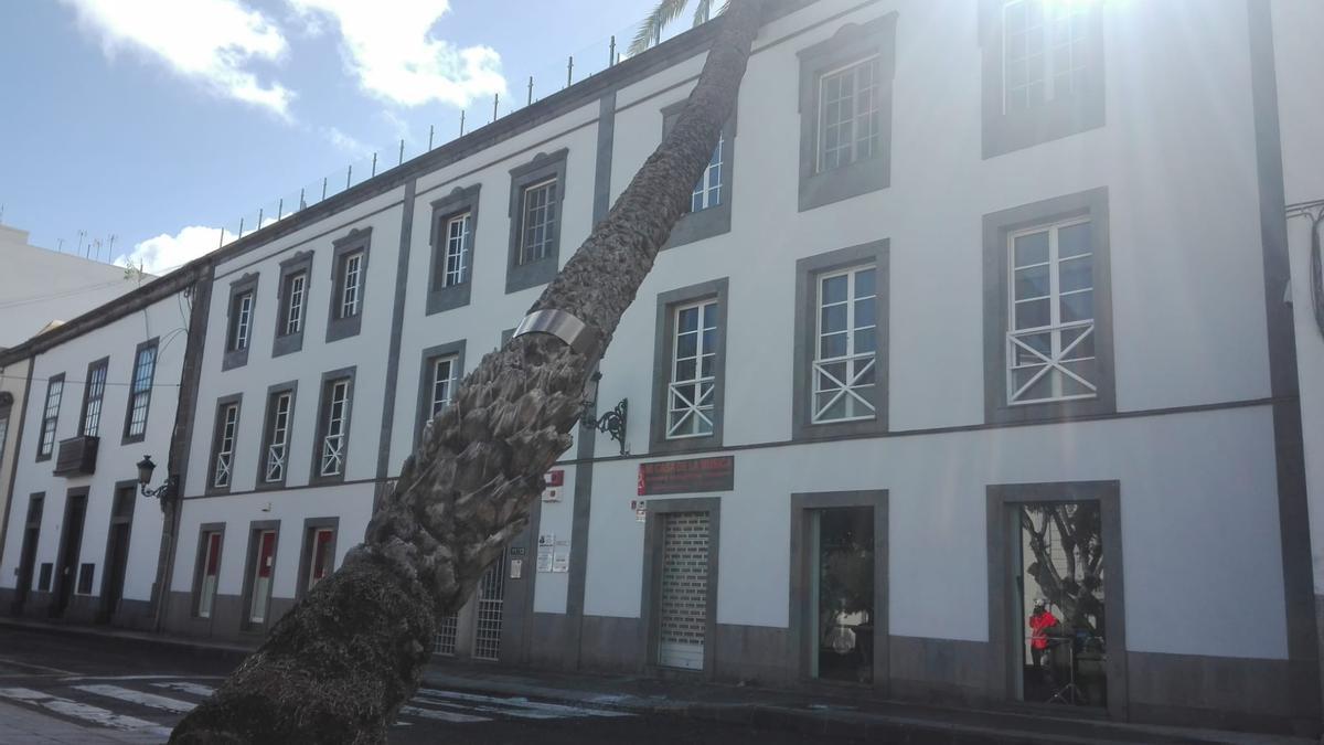 Una palmera se estrella contra un edificio en la Alameda de Colón