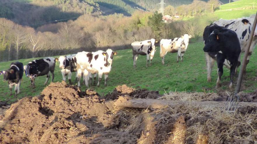 Estiércol y vacas, en una ganadería asturiana. | D. Á.