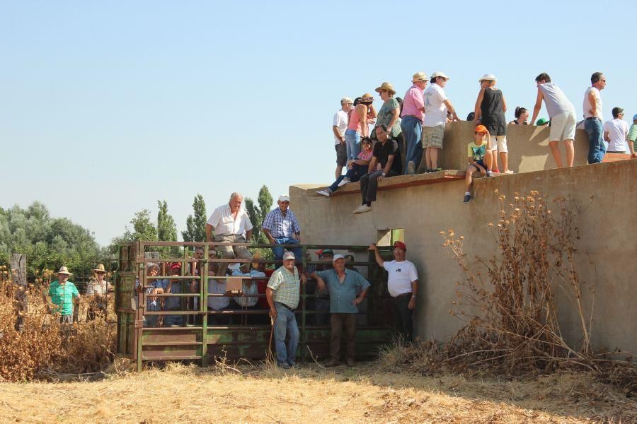 Fiestas en Zamora: Encierro en Argujillo