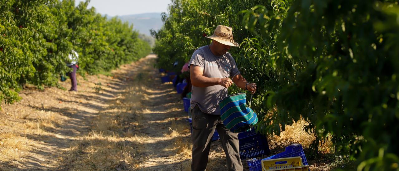 Recolección de fruta en La Veguilla