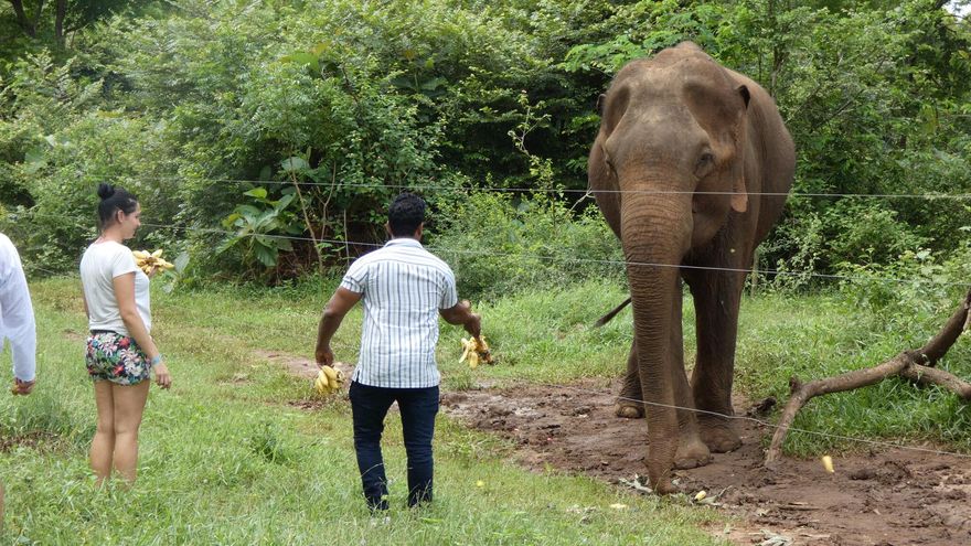 "Prohibido dar de comer a los animales": alertan sobre los riesgos de interactuar con la vida silvestre