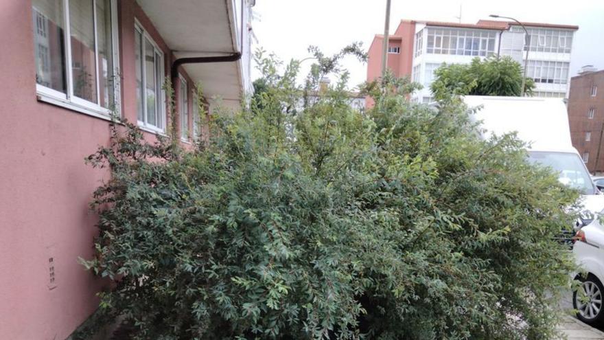 Un arbusto llegando hasta la ventana de un piso inferior