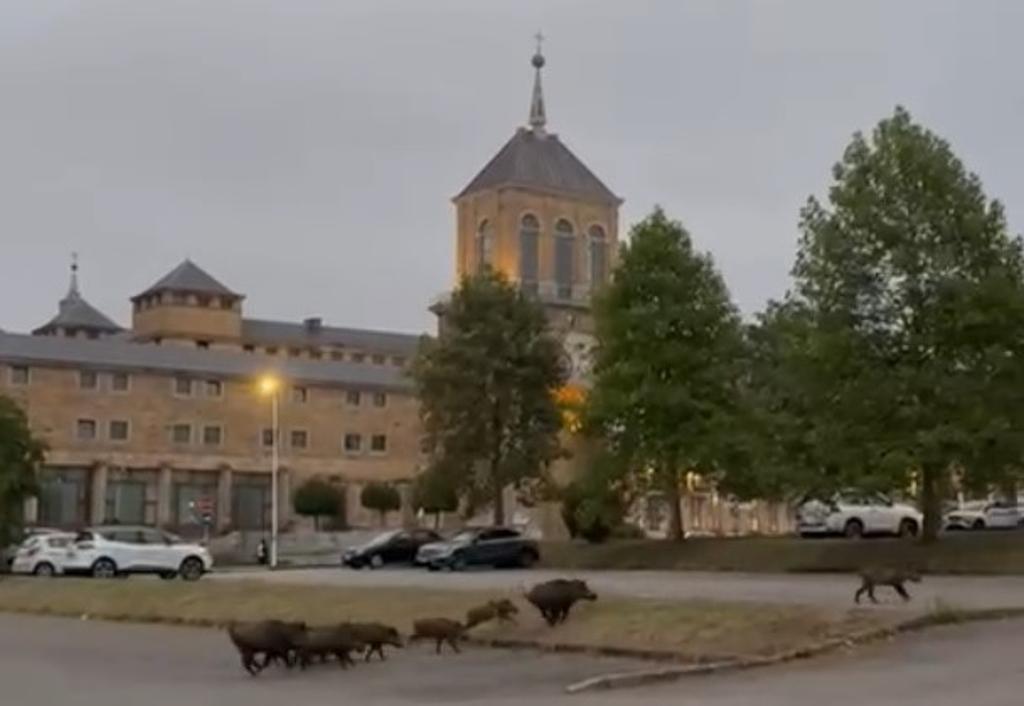 VÍDEO: Una piara de jabalíes, a la carrera por delante de la Laboral