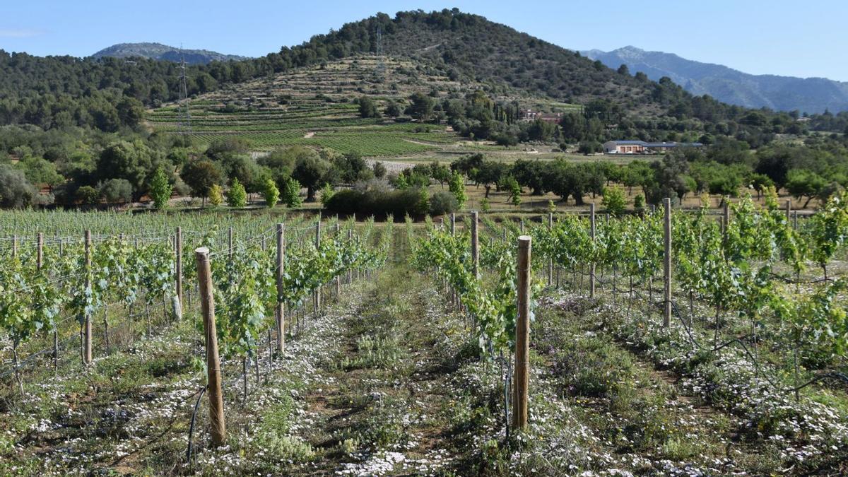 Weinanbau bei Son Malloll, in der Nähe des Parcbit nördlich von Palma, im Hintergund der Puig Gros.  | FOTOS: VERLAG LLEONARD MUNTANER