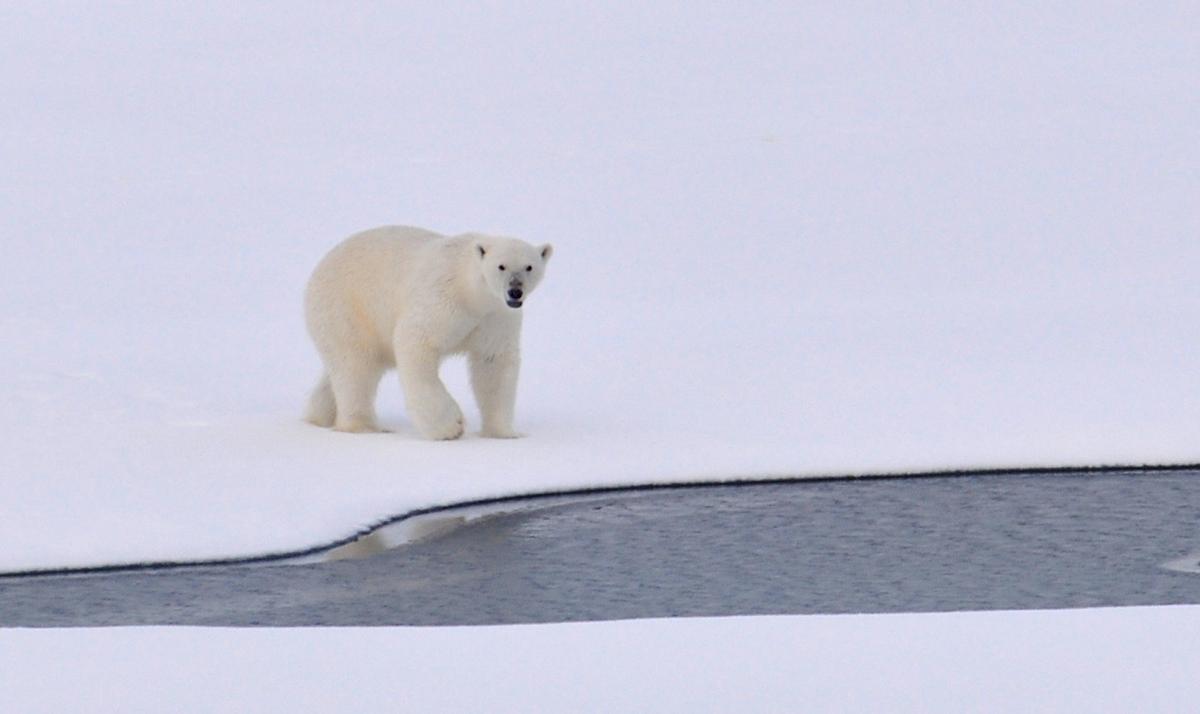 Oso polar en el Ártico