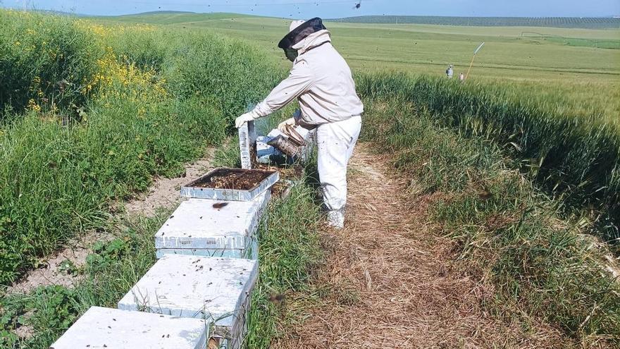 La organización agraria COAG pide un plan de rescate para la apicultura