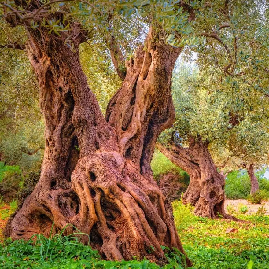 Ni Italia ni Creta, el olivo milenario más antiguo del mundo está en España