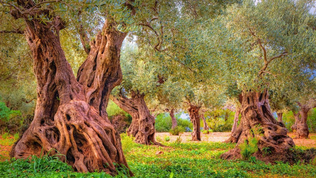Ni Italia ni Creta, el olivo milenario más antiguo del mundo está en España.