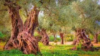Ni Italia ni Creta, el olivo milenario más antiguo del mundo está en España
