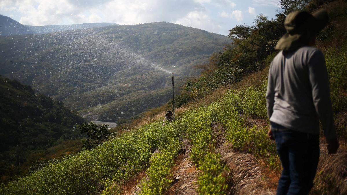 Plantes en ple rec en un camp.