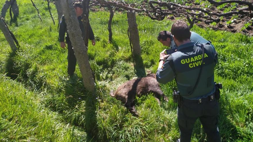 El jabalí fue hallado muerto en unos viñedos. // D.P.