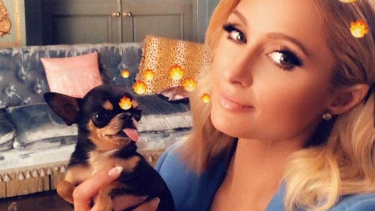 Paris Hilton con su chihuahua