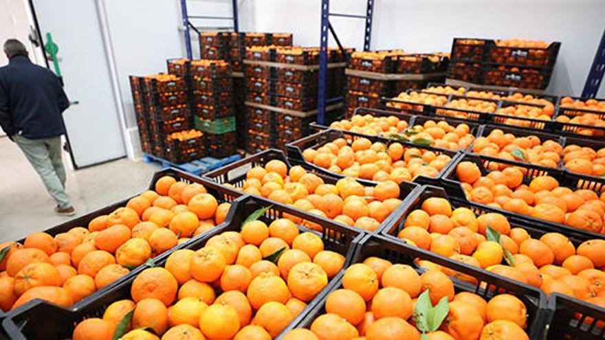 Cajas de clementinas en los almacenes de Agroeivissa