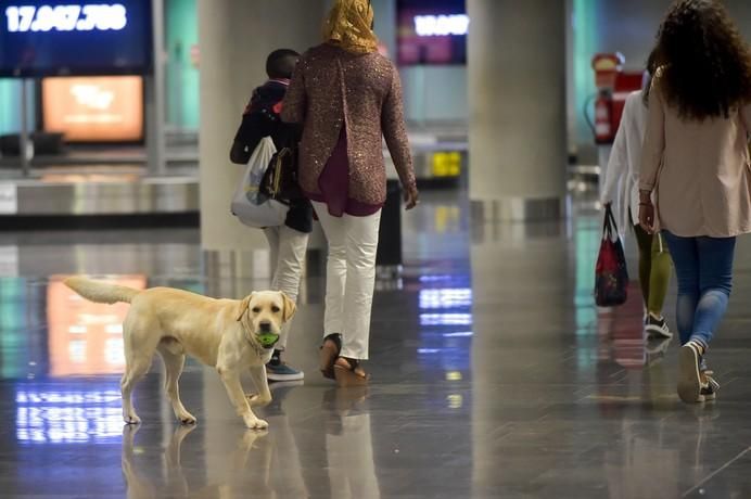 REPORTAJE UNIDAD CANINA AEROPUETO DE GRAN CANARIA